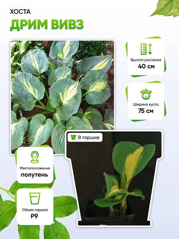 Хоста Дрим Вивз 